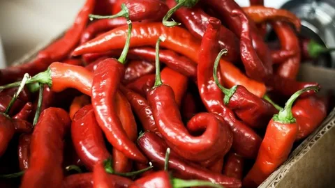 تصویر 4 از قیمت فلفل سبز تند با کیفیت ارزان + خرید عمده